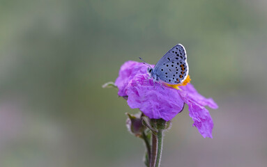 Himalayan Blue butterfly (Pseudophilotes vicrama) on flower