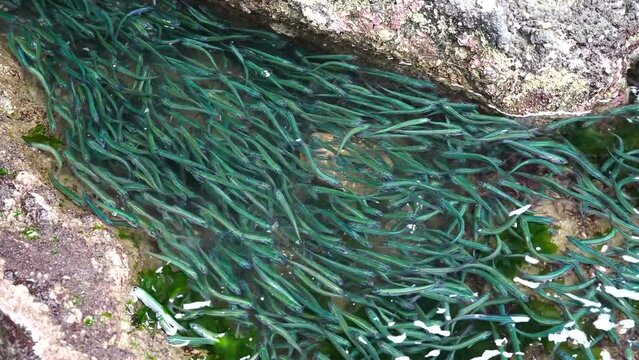 日本海の潮だまりにカタクチイワシの群れ　海の異変？