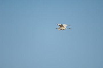 Great egret Ardea alba melanorhynchos in flight. Oiseaux du Djoudj National Park. Saint-Louis. Senegal.