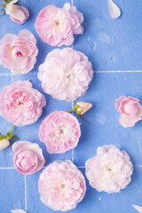  pink small roses on a blue background