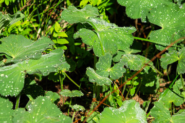 dewdrops on the leaves on the mountains