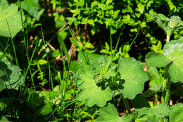 dewdrops on the leaves on the mountains