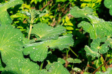 dewdrops on the leaves on the mountains