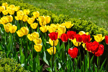 Red tulips against the background of yellow tulips in the sun