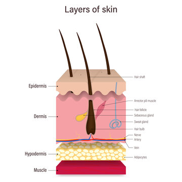 Layer of human skin vector. Epidermis, Dermis, Hypodermis and muscle. Hair, Sebaceous gland and Sweat gland. Media for educational and medical use.
