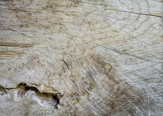  Abstrakcyjne naturalne tło tekstury słoi starego pnia drzewa.  - obrazy, fototapety, plakaty