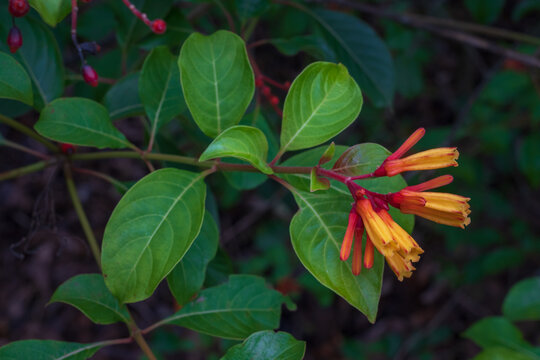 Closeup view of bright and colorful orange tubular flowers and red berries of tropical shrub hamelia patens aka firebush or hummingbird bush outdoors in garden