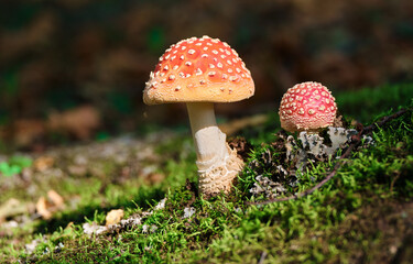 Amanitas in grass in forest, mushrooms close-up in nature on dark background.