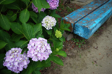 Fototapeta na wymiar 紫陽花と古びた青いベンチ