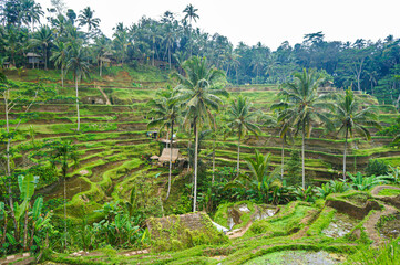 Fototapeta premium Beautiful Tegallalang rice terraces and ricefields in the morning. Ubud, Bali, Indonesia.