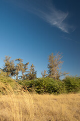 Landscape in the Langue de Barbarie National Park. Saint-Louis. Senegal.