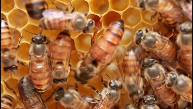 Queen Bee, Queenbee (Apis cerena indica) on honey comb.