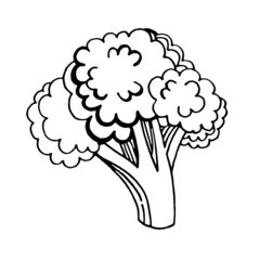 Broccoli is an edible vegetarian cabbage. Vegan, organic vegetables, raw broccoli. Hand-drawn vector illustration in doodle style, isolated. For postcards, tattoos, posters, coloring books.