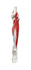 Obraz na płótnie Canvas Human anatomy. Posterior muscle group of the lower leg, rear view on a white background. Vector 3D illustration
