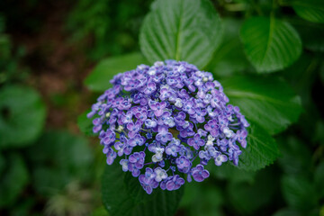 東京赤坂にある東京ミッドタウンのウズアジサイ