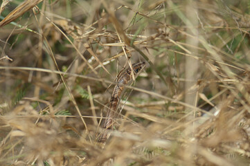 Elegant sand racer Psammophis elegans. Langue de Barbarie National Park. Saint-Louis. Senegal.