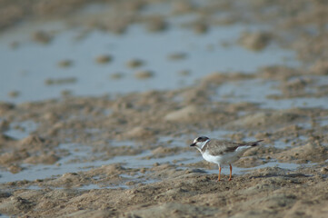 Common ringed plover Charadrius hiaticula. Senegal River. Langue de Barbarie National Park. Saint-Louis. Senegal.