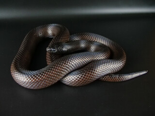 とぐろを巻いている真っ黒な蛇