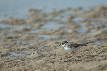Common ringed plover Charadrius hiaticula. Senegal River. Langue de Barbarie National Park. Saint-Louis. Senegal.
