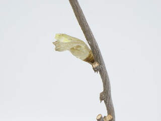 枝にくっついているアゲハチョウの蛹の抜け殻