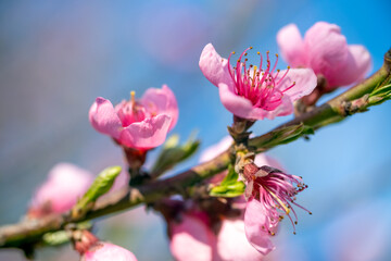 Peach tree flowers at spring