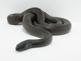 移動を始めたメキシカンブラックキングスネーク