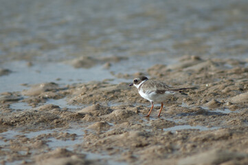 Common ringed plover Charadrius hiaticula. Senegal River. Langue de Barbarie National Park. Saint-Louis. Senegal.
