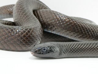 つぶらな瞳のメキシカンブラックキングスネーク