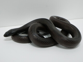 Obraz premium 体を折り畳んだメキシカンブラックキングスネーク