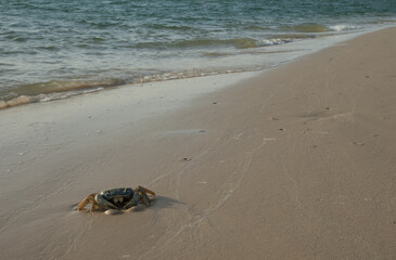 Crab in the Senegal River. Langue de Barbarie National Park. Saint-Louis. Senegal.