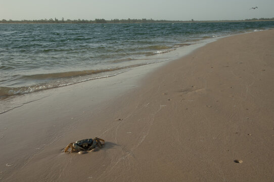 Crab in the Senegal River. Langue de Barbarie National Park. Saint-Louis. Senegal.