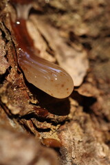 drop of resin on a tree trunk
