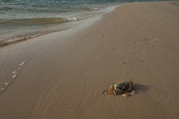 Obraz premium Crab in the Senegal River. Langue de Barbarie National Park. Saint-Louis. Senegal.
