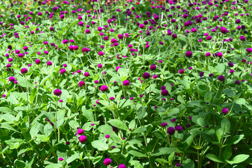 Gomphrena globosa, commonly known as globe amaranth growing in Vietnam