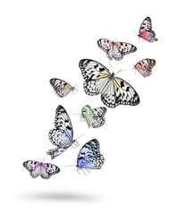Many beautiful rice paper butterflies flying on white background