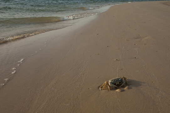 Crab in the Senegal River. Langue de Barbarie National Park. Saint-Louis. Senegal.