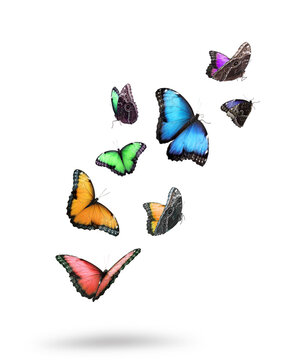 Many beautiful colorful butterflies flying on white background © New Africa