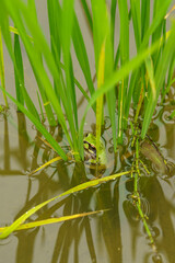 水田にひそむアマガエル