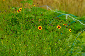 野原に可愛く咲くハルシャギク