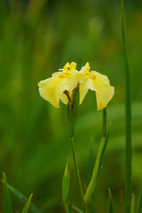 Obraz premium 雨上がり