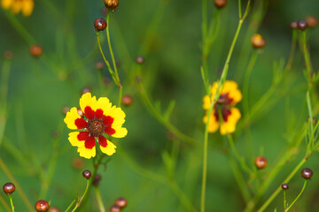 野原に可愛く咲くハルシャギク
