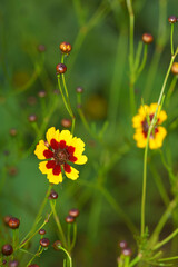 野原に可愛く咲くハルシャギク