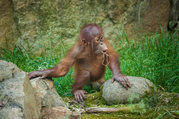 baby orangutan playing in nature park