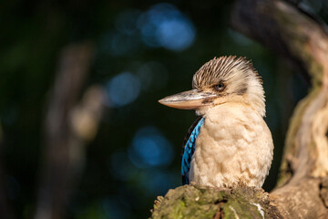 Blue-winged kingfisher on a branch