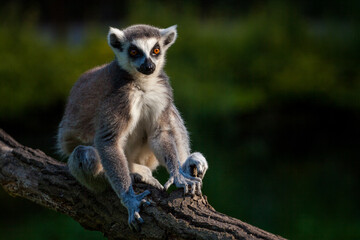 Ring-tailed lemur on a branch