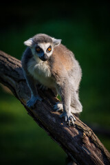 Ring-tailed lemur on a branch