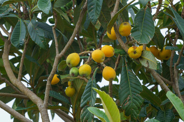 色づき始めた枇杷の実