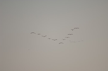 Formation of great cormorants Phalacrocorax carbo in flight. Langue de Barbarie National Park. Saint-Louis. Senegal.