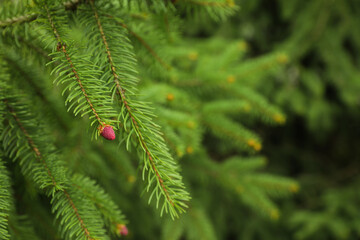 Green branches of beautiful conifer tree with small pink cones outdoors, closeup. Space for text