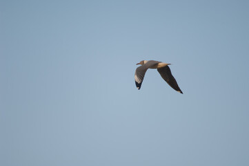 Grey-headed gull Chroicocephalus cirrocephalus poliocephalus in flight. Langue de Barbarie National Park. Saint-Louis. Senegal.